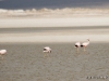 20-20140410-07-surire-flamingos-017