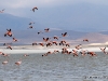 30-20140410-07-surire-flamingos-091