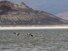 31-20140410-07-surire-flamingos-101