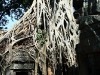 07 Ta Prohm-2