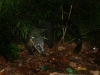 puerto-iguazu-coati