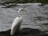 puerto-iguazu-reiher1