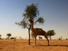 indien, jaisalmer, five days at the thar dessert 2010