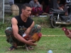 Cockfighting in Bali