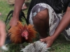 Cockfighting in Bali
