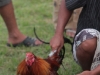 Cockfighting in Bali