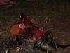 Cockfighting in Bali