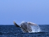 ballena