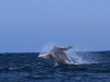 los-organos-observamos-ballenas-25-09-2010-10-21-28