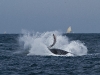 los-organos-observamos-ballenas-25-09-2010-10-24-2