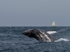 los-organos-observamos-ballenas-25-09-2010-10-24-5