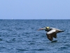 los-organos-observamos-ballenas-25-09-2010-10-39-40