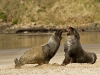 new-zealand-cannibal-bay-sealions