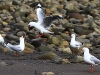 new-zealand-seagulls-new-plymouth