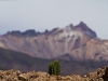 cruz-del-condor-san-pedro-cactus_0