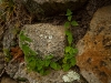 ruinas-de-cojitambo-02-09-2010-16-14-12