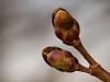 donauinsel-wien-makro-landscape-fruhling2012-21-03-2012-13-00-47