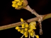 wiener-fruhling-makrofotografie-aufder-donauinsel-07-03-2012-16-36-00