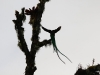 2013-05-24-01-quetzal-tour-95