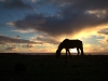 isla-de-pascua-caballo-23-07-2010-22-35-23