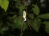 rurrenabaque-la-selva-reina-de-amazonas-24-11-2010-16-22-43