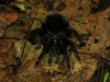 2010_11_25-08-tarantula-12