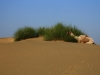 Wüste Thar