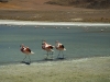 2010_12_09-04-flamingos-100