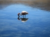 2010_12_09-04-flamingos-13