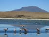 2010_12_09-04-flamingos-22