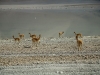 2010_12_10-06-guanacos