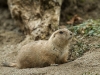 wien-zoo-schonbrunn-2013-17-von-30