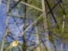 world-pinhole-day2013-ritchy-pop-lainzer-tiergarten-9844