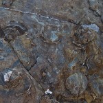 Diese Fossilien befinden sich am hoechsten Punkt der Isla del Sol..