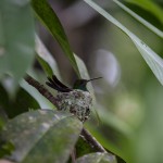 ein brütender kolibri "amazilia tzacatl"