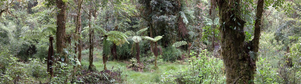 der nebelwald am cerro de la muerte in costa rica